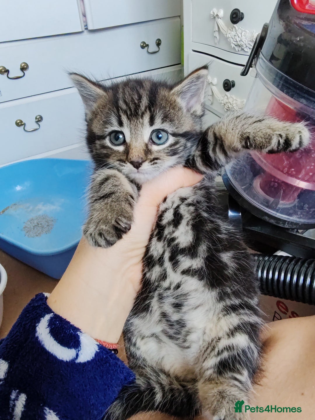 Mixed Breed cats for sale: Lovely kitten's  - Image 4