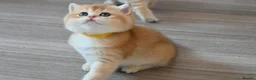 British Shorthair cats for sale: Exception quality,Champion bloodlines GCCF/TICA🏆 - Advert 10