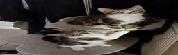 Mixed Breed cats for sale: 3 Lovely Kittens Looking for Their Forever Homes in Falmouth - Advert 4