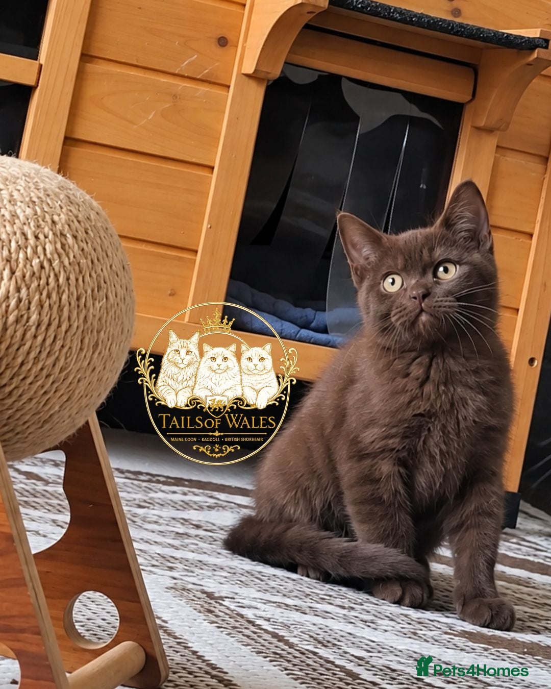 British Shorthair cats Ready to leave Pedigree BSH kittens - Advert 1