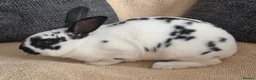 Rex rabbits for sale: Mini rex kits  - Advert 3
