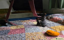 Ragdoll cats for sale: Beautiful black & white Ragdoll X kittens - Image 19