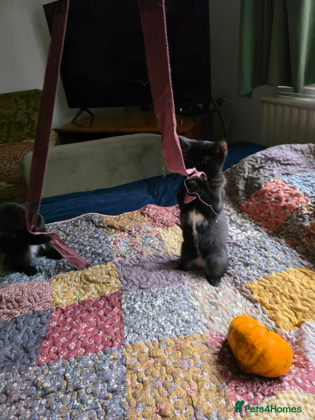 Ragdoll cats for sale: Beautiful black & white Ragdoll X kittens - Image 19