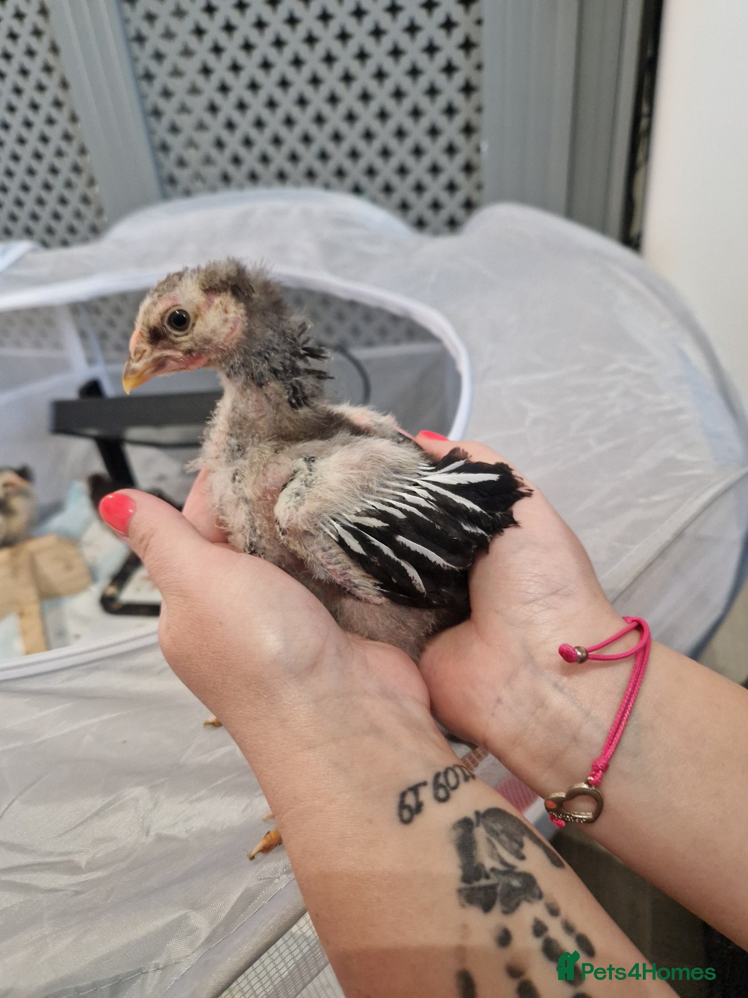 Chickens poultry Silver laced wyandotte chicks - Advert 2