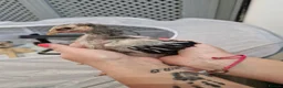 Chickens poultry for sale: Silver laced wyandotte bantam chicks - Advert 1