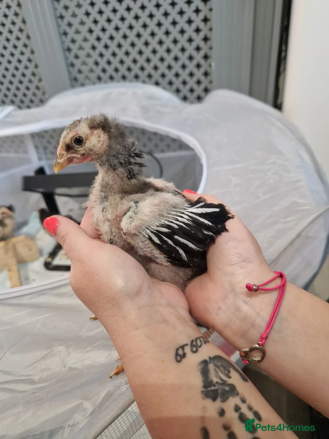 Chickens poultry for sale: Silver laced wyandotte bantam chicks - Advert 1