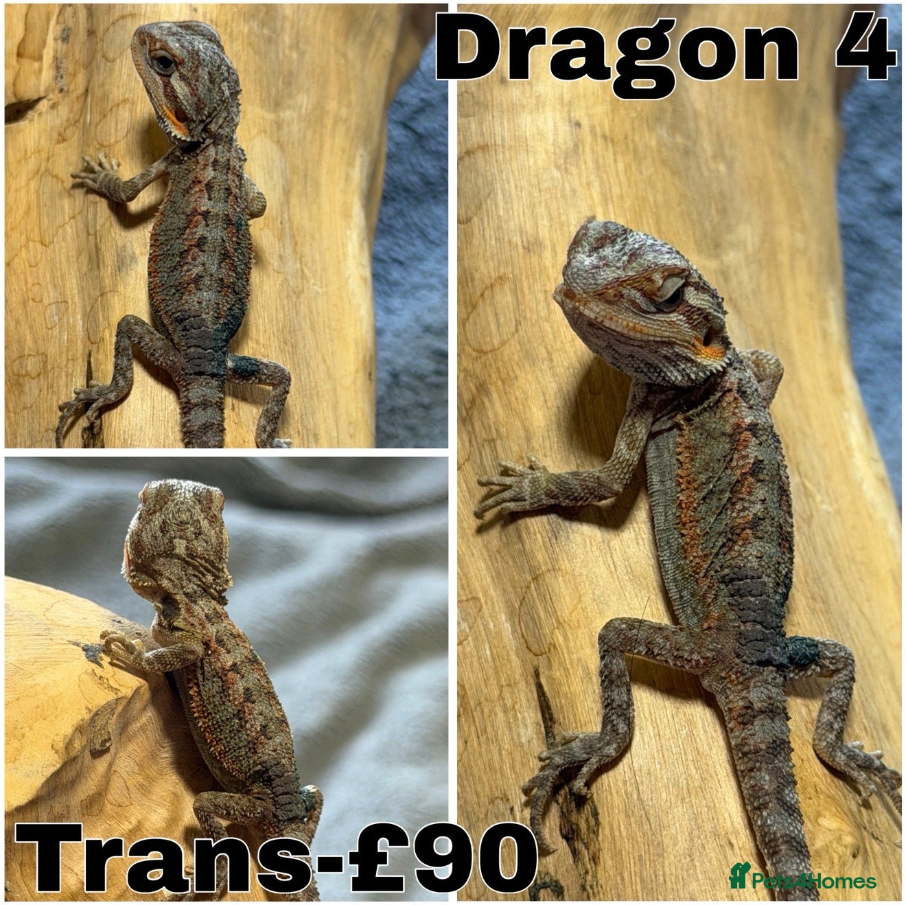 Bearded Dragon reptiles STUNNING BEARDIES ONLY 3 LEFT JUNE 12th - Advert 2