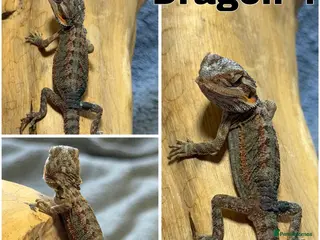 Bearded Dragon reptiles STUNNING BEARDIES LAST ONE JUNE 12th - Advert 10