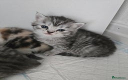 Perdoll cats for sale: Persian x ragdoll - Image 2