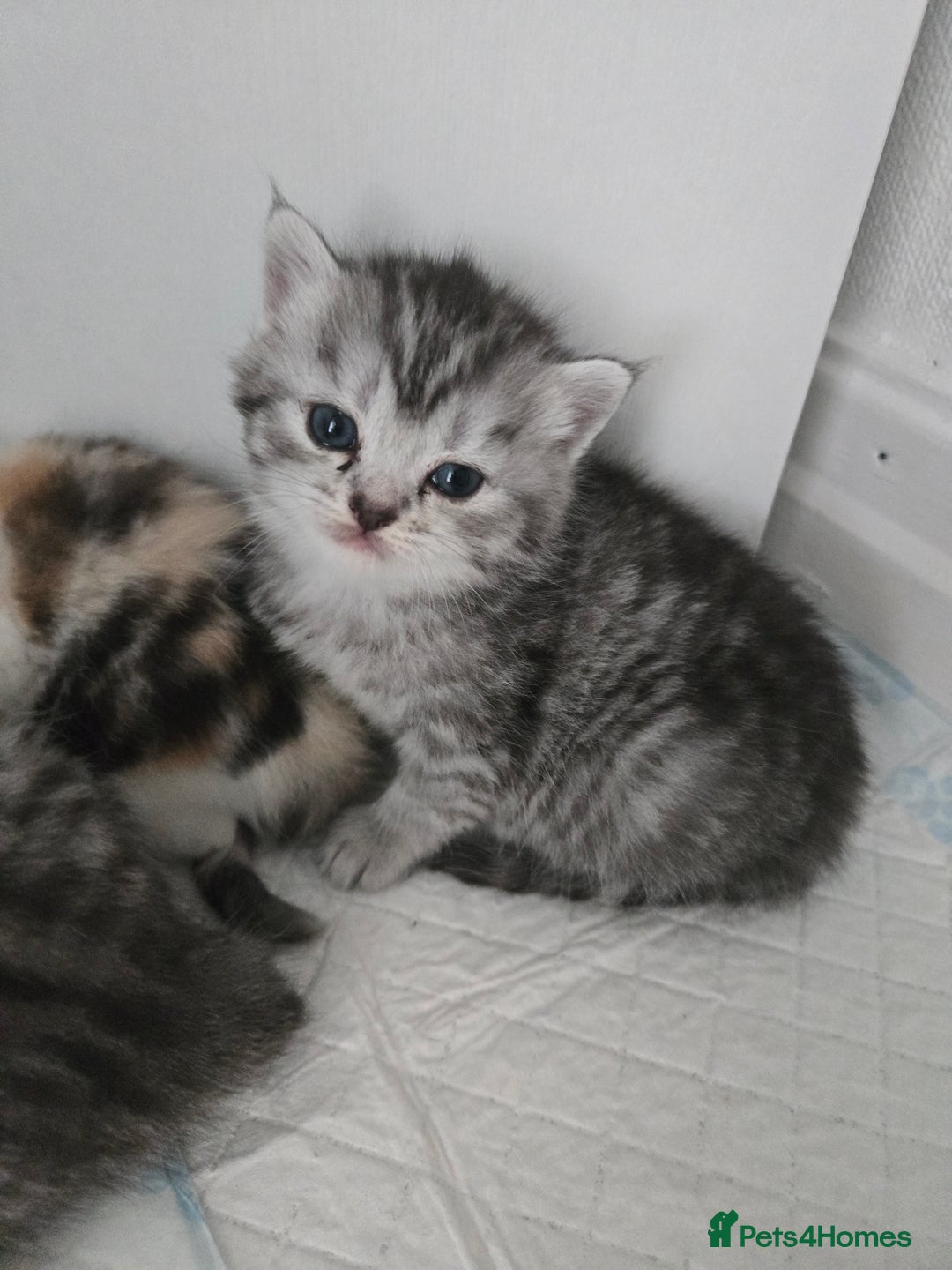 Perdoll cats for sale: Persian x ragdoll - Image 2