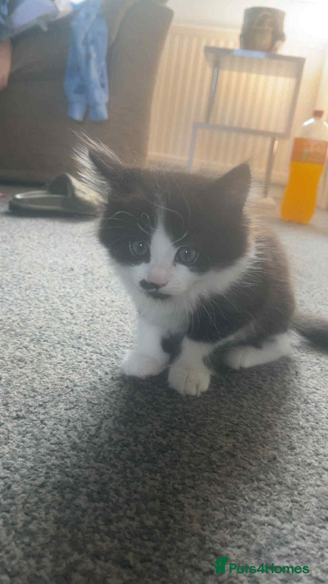 Mixed Breed cats for sale: Kittens mix breed.  - Image 4