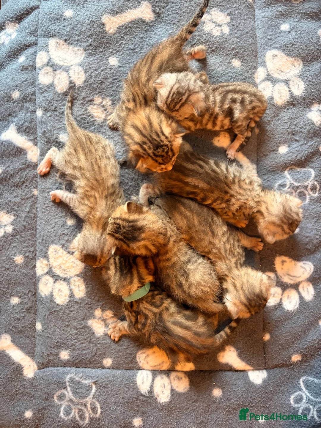 Bengal cats for sale: Bengal kittens  - Advert 2