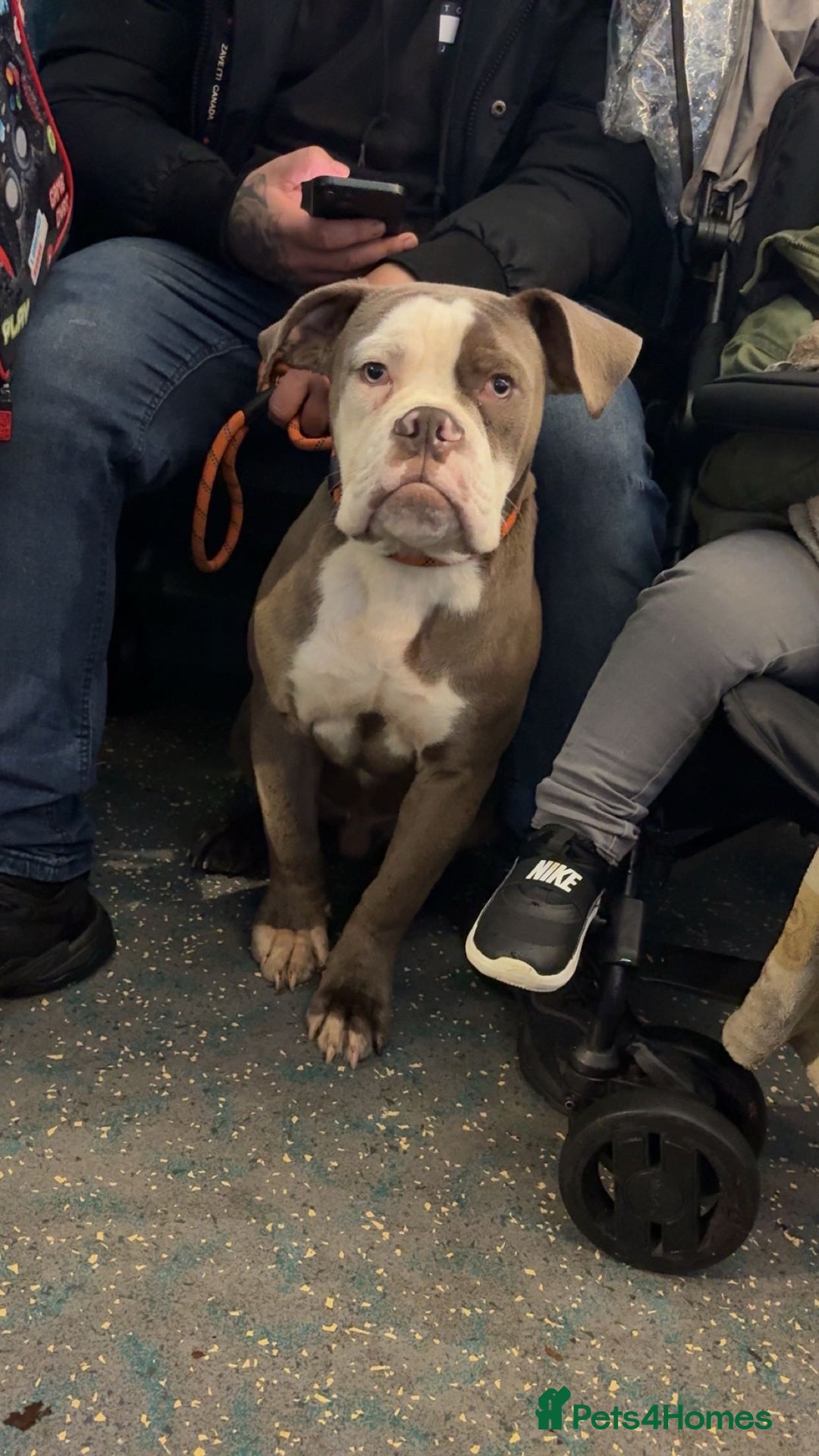 Mixed Breed dogs for sale:  olde English bulldog  x staffy/ pocket bully - Advert 5