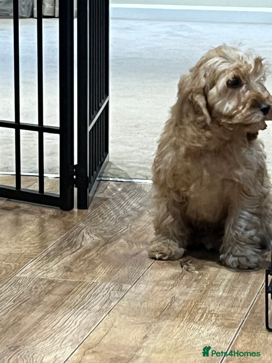 Cockapoo dogs for sale: Healthy Cockapoos boys fully vaccinated  - Image 32