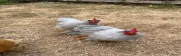 Chickens poultry for sale: Lavender Pekin Bantam Cockerels  - Advert 4