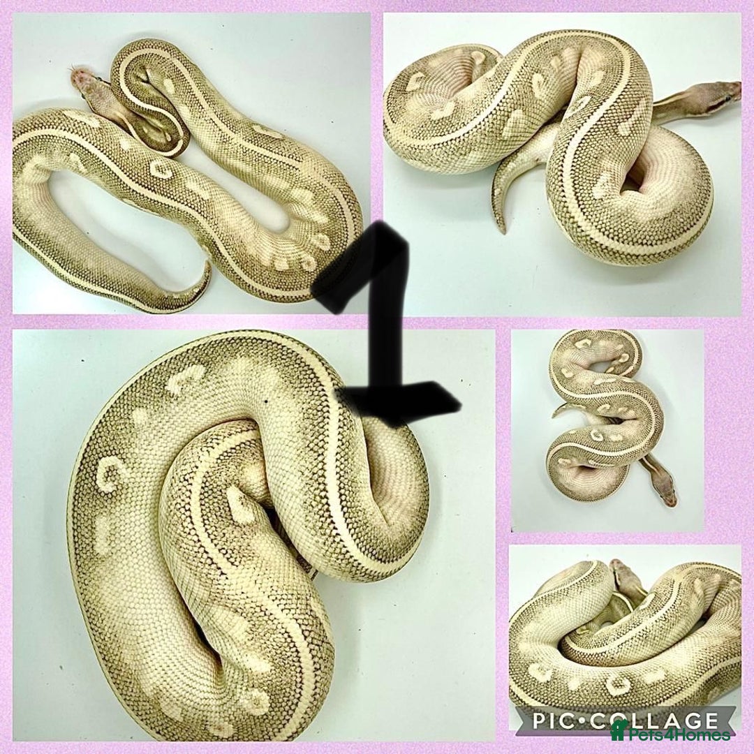 Python Snake reptiles for sale: Collection of ball pythons  - Advert 1
