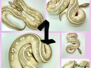 Python Snake reptiles Collection of ball pythons - Advert 8