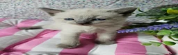 Ragdoll cats for sale: Ragdoll - Advert 2