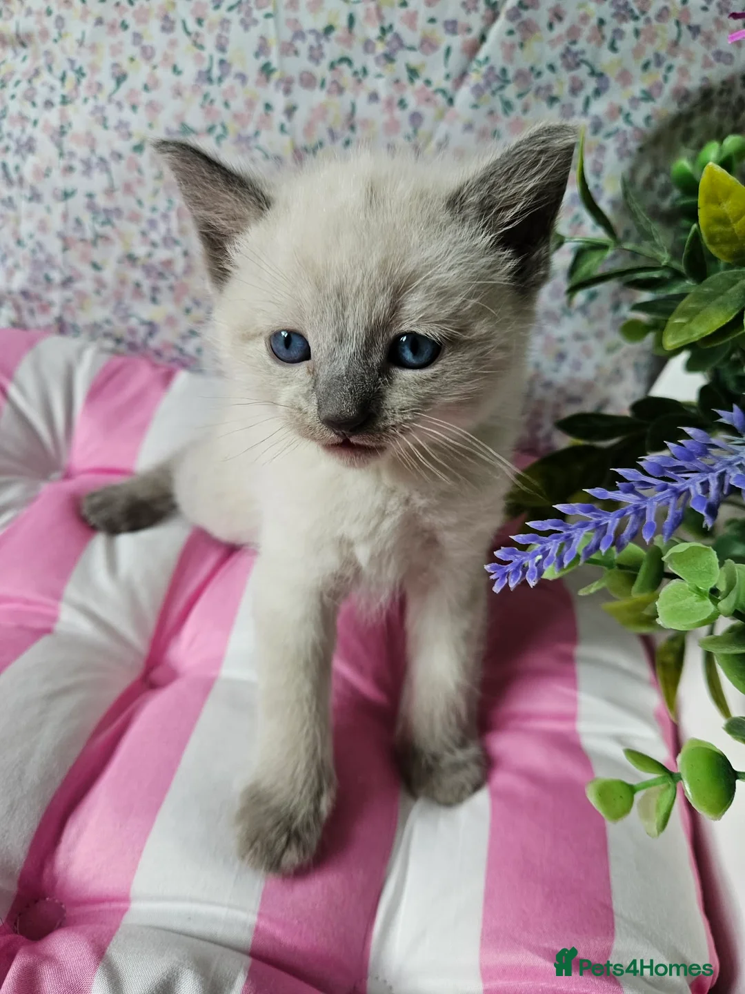 Ragdoll cats for sale: Ragdoll - Advert 2