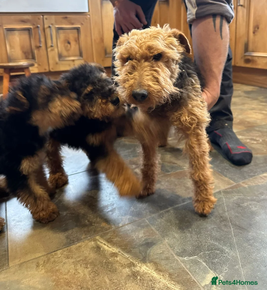 Welsh Terrier dogs for sale: Welsh Terrier Boys available  in Llandysul - Advert 6