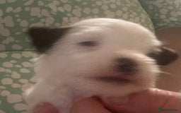 Jack Russell dogs for sale: KC registered Jack Russell Terrier  - Image 4