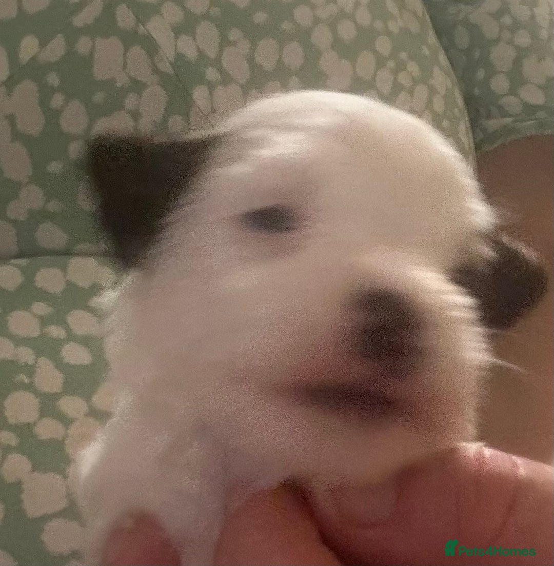 Jack Russell dogs for sale: KC registered Jack Russell Terrier  - Image 4