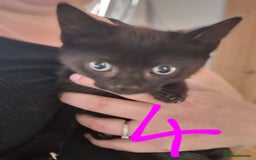 Domestic Shorthair cats for sale: Kittens for sale  - Image 8