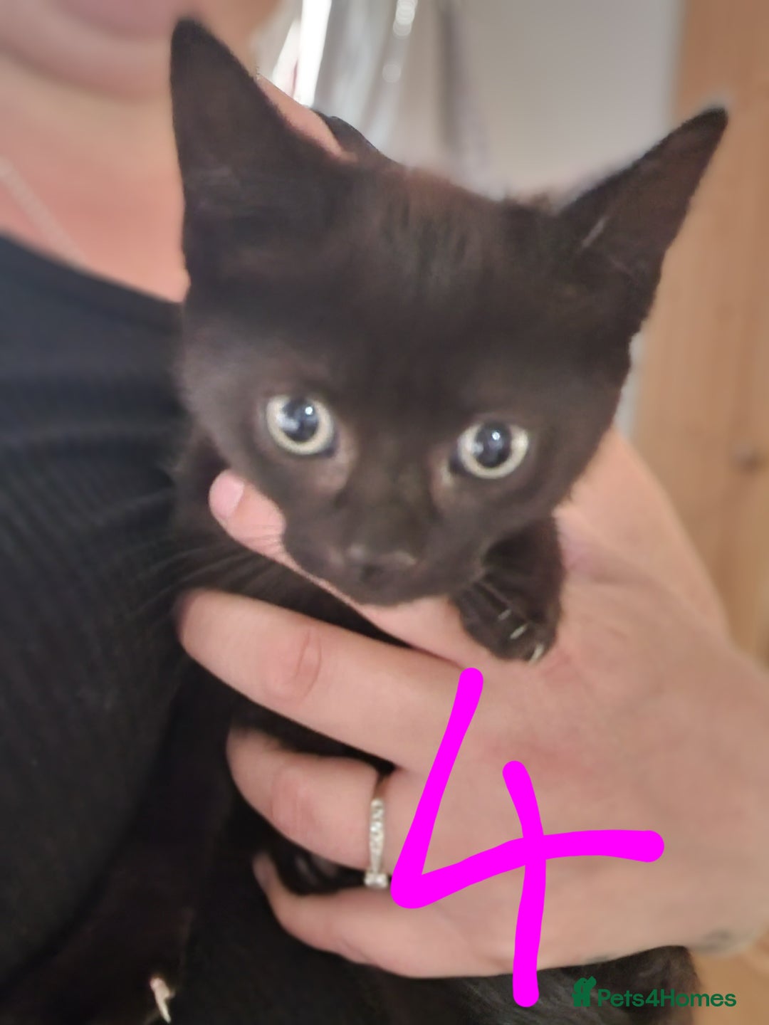 Domestic Shorthair cats for sale: Kittens for sale  - Image 8