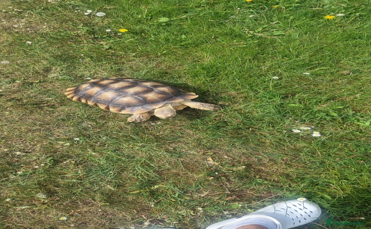 Tortoise reptiles - Advert 13