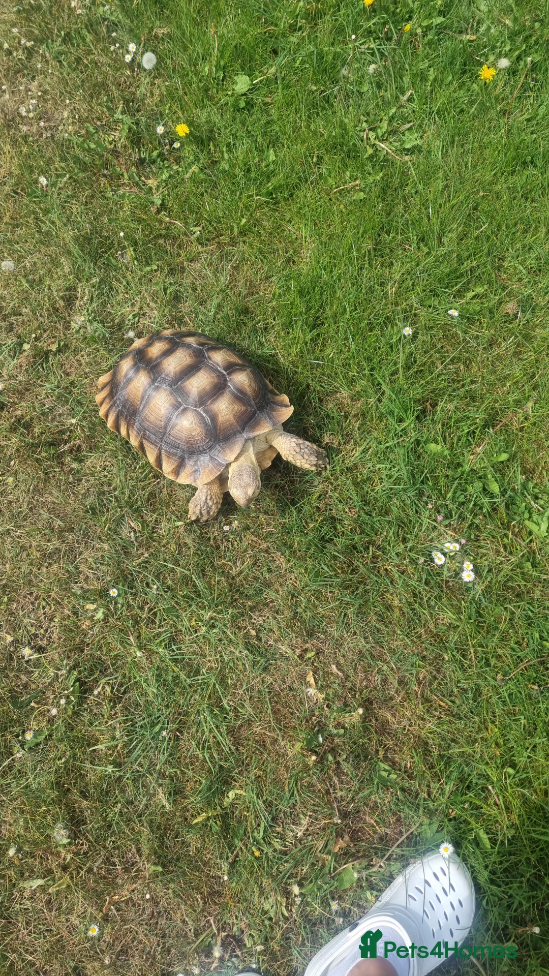 Tortoise reptiles for sale: Sulcata Tortoise - Image 1