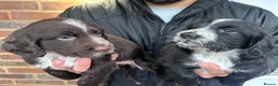 Cocker Spaniel dogs for sale: 2 female beautiful cocker spaniel puppies  - Advert 10
