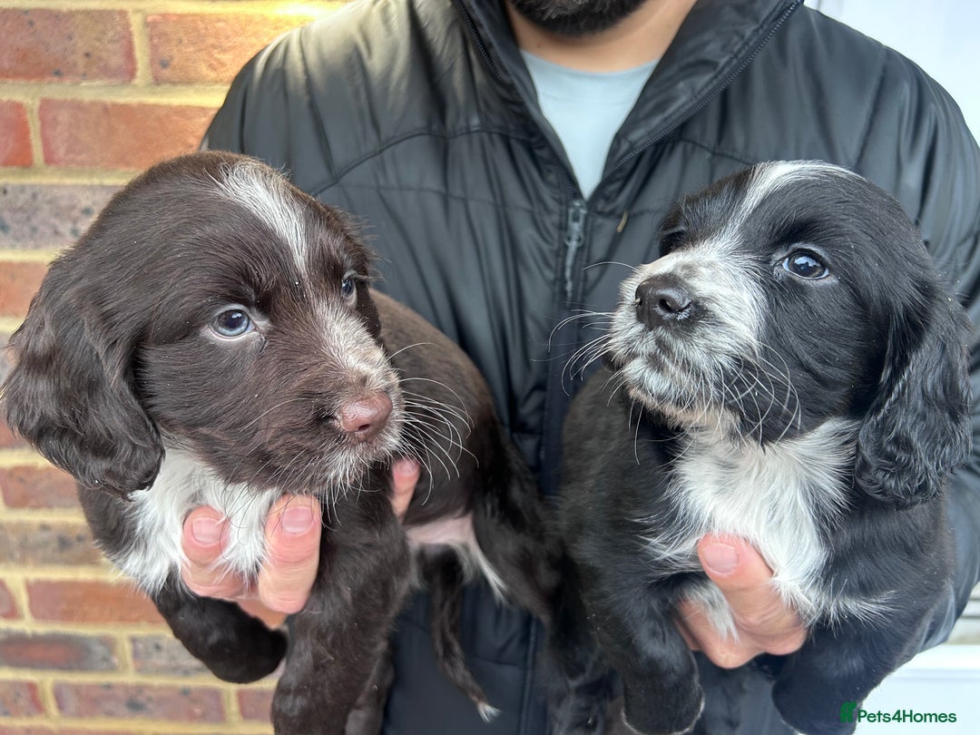 Cocker Spaniel dogs for sale: 2 female beautiful cocker spaniel puppies  - Advert 10