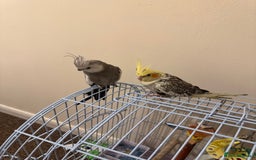 Cockatiels birds for sale: Two beautiful cocktails cage and food for sale  - Image 2