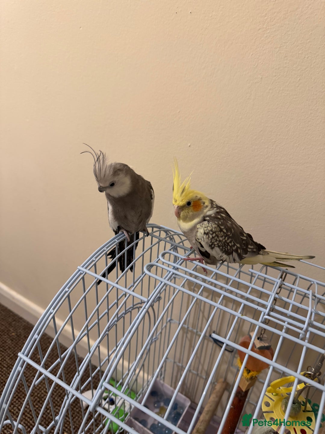 Cockatiels birds for sale: Two beautiful cocktails cage and food for sale  - Image 2