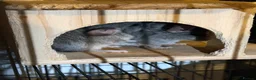 Chinchilla rodents for sale: 2x baby chinchillas - Advert 6