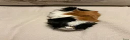Guinea Pig rodents for sale: Morse the gorgeous male Guinea pig  in Telford - Advert 4