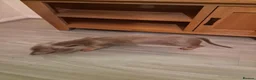 Dachshund dogs for adoption: Miniature dachshund  in Hove - Advert 3