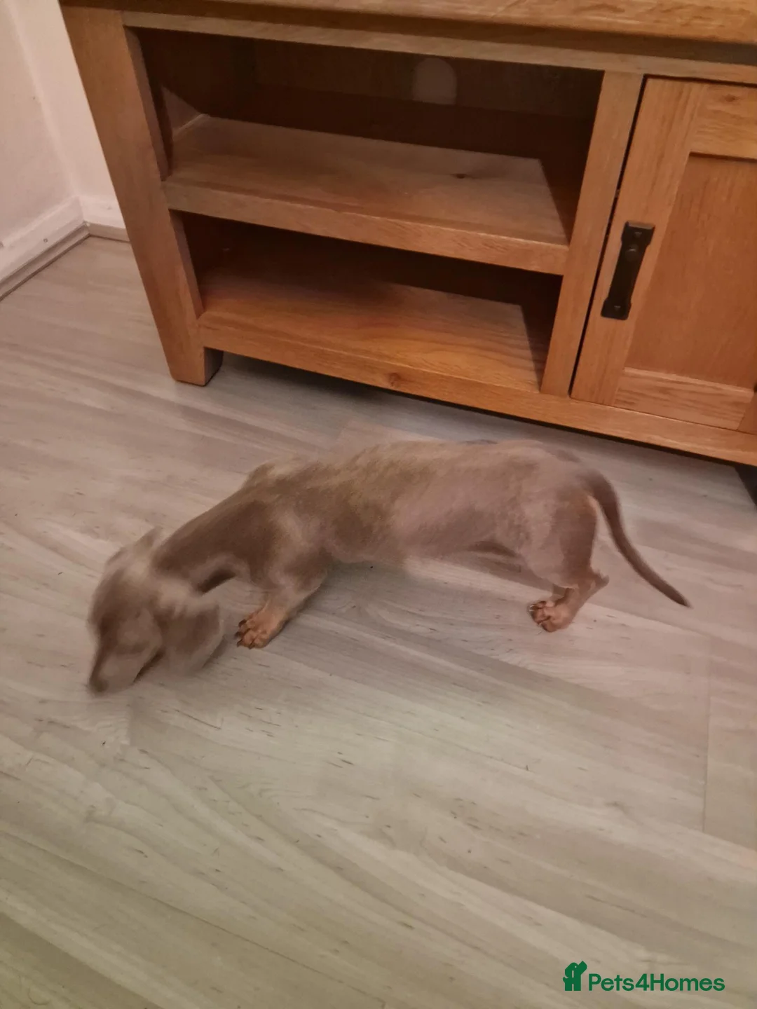 Dachshund dogs for adoption: Miniature dachshund  in Hove - Advert 3