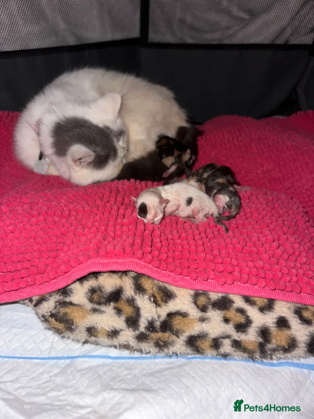 British Shorthair cats for sale: British shorthair/exotic Persian kitten 10wks in Dartford - Advert 2