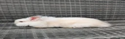 Lionhead rabbits for sale: Double Maned Lionheads for sale - Advert 6