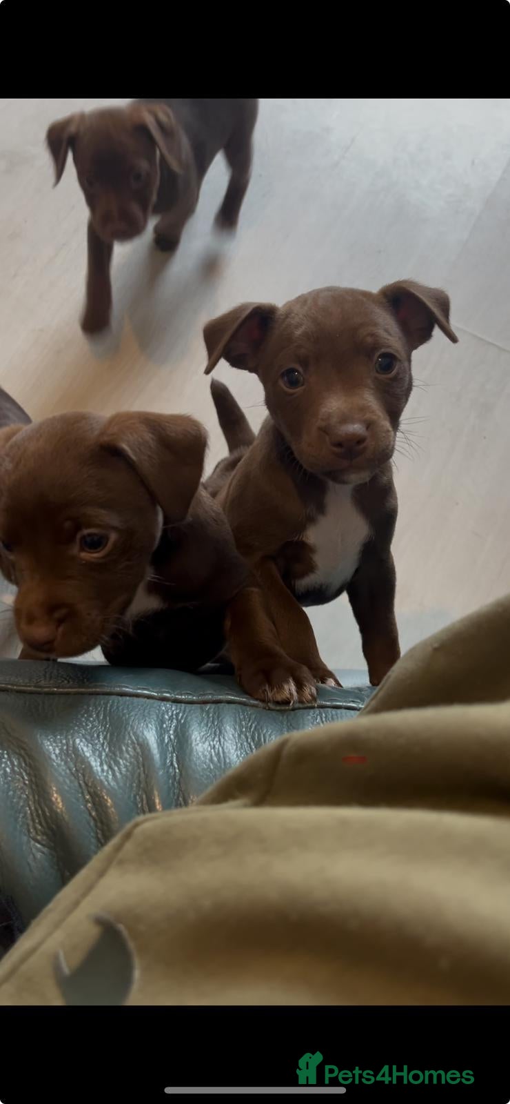 Patterdale Terrier dogs PATTERDALE TERRIER PUPS. (DOCKED) **LAST 3 LEFT** - Advert 1