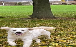 Golden Retriever dogs for sale: Golden retriever puppy’s from licensed breeder - Image 16