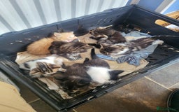 Mixed Breed cats for sale: Beautiful kittens - Image 1
