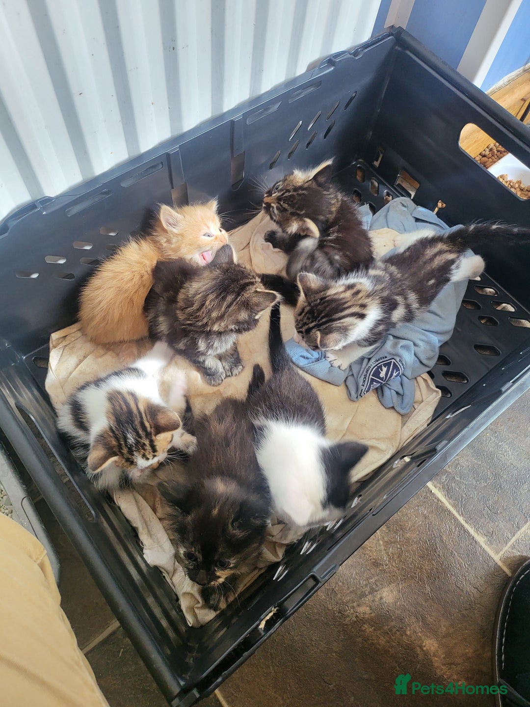 Mixed Breed cats for sale: Beautiful kittens - Image 1
