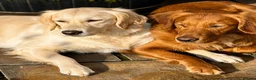 Golden Retriever dogs for sale: KC Registered Golden Retriever Puppies    - Advert 15