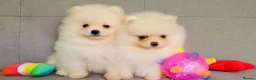 Pomeranian dogs for sale: Stunning KC Pomeranian Puppies for sale - Advert 7