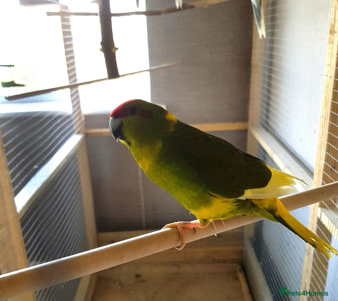Parakeets birds for sale: Male and female kakariki - Advert 4