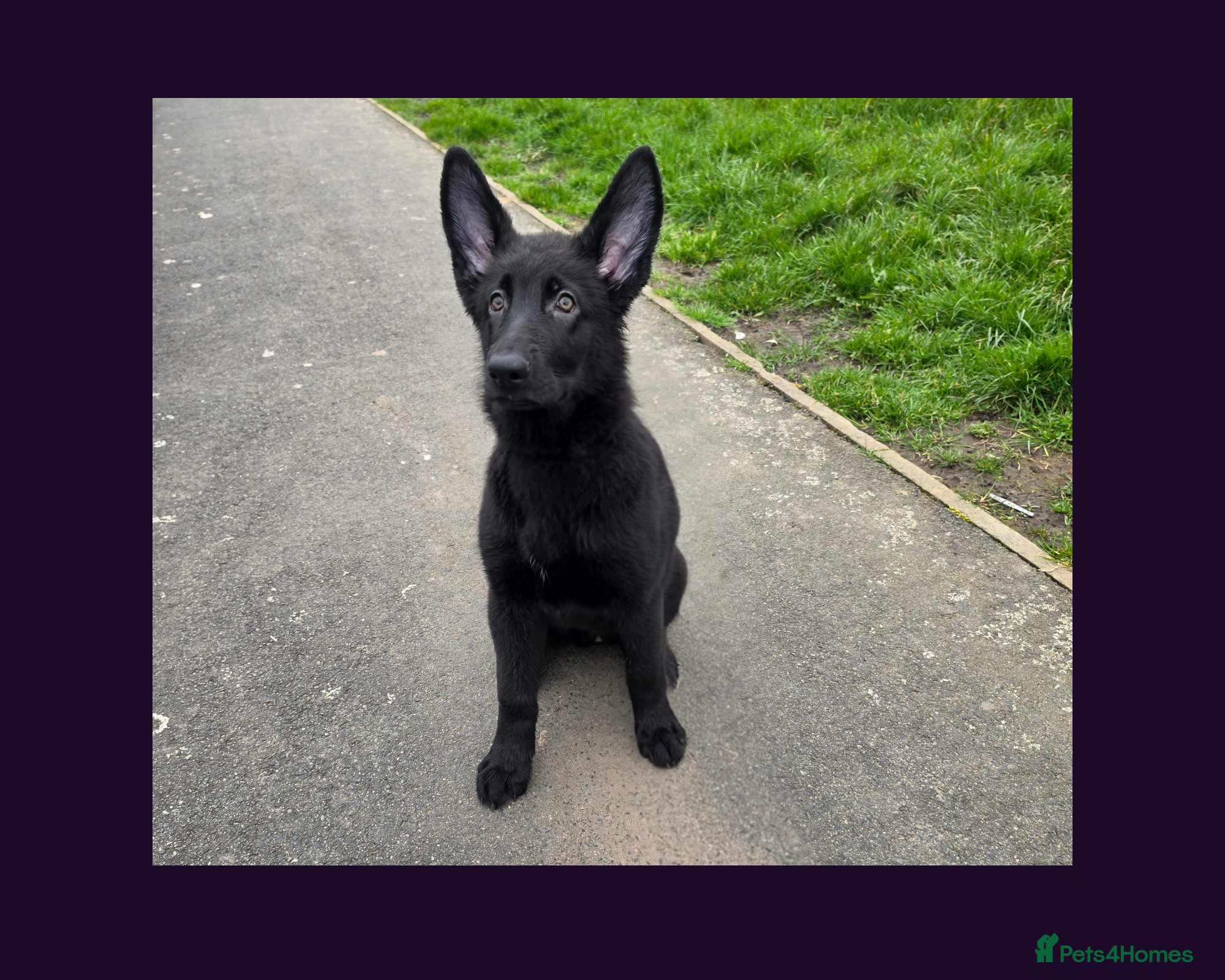 German Shepherd dogs Solid black short coated KC registered Gsp - Advert 1