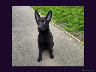 German Shepherd dogs Solid black short coated KC registered Gsp - Advert 8