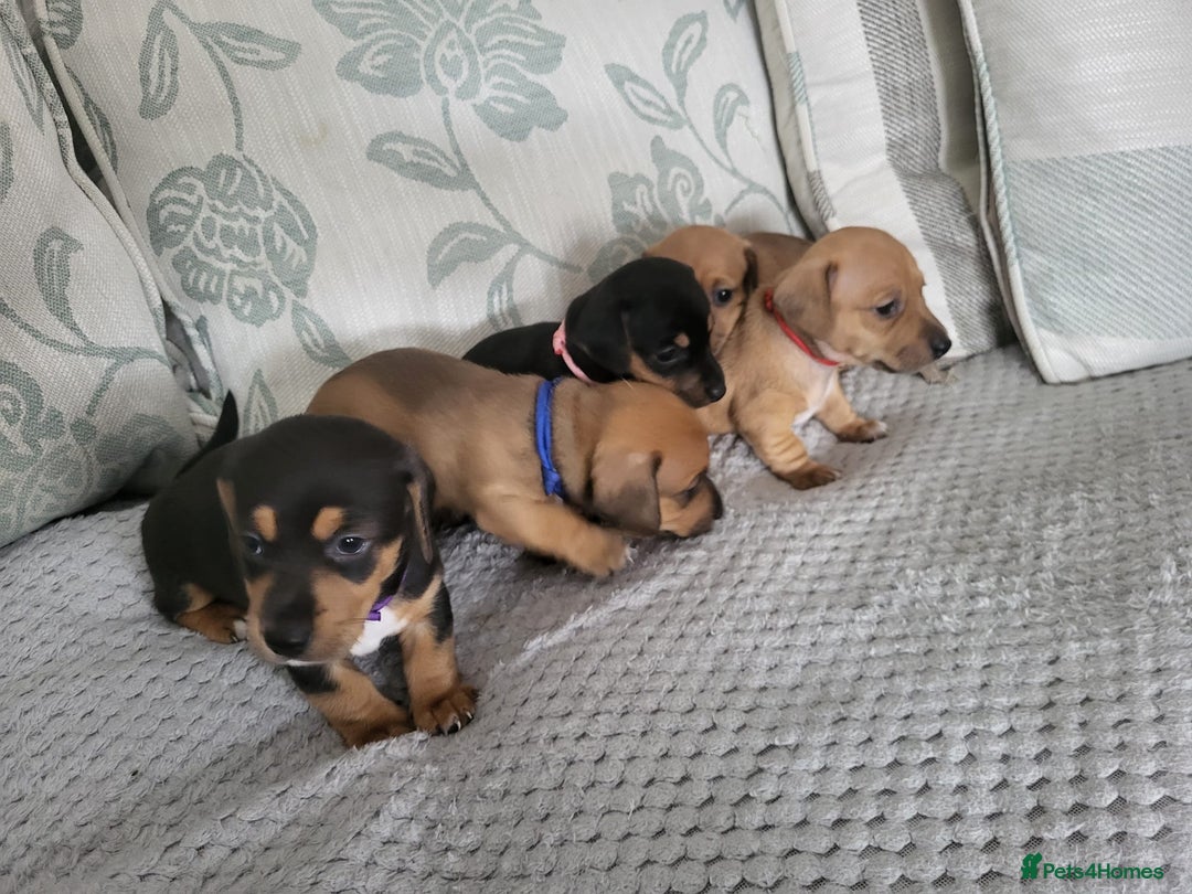 Mixed Breed dogs for sale: 1 Jack Russell x mini dashound puppies £800 - Image 4